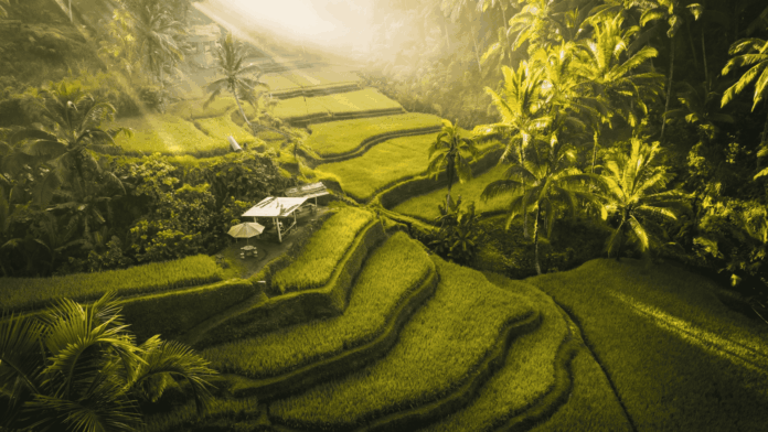 Vacanta Indonezia